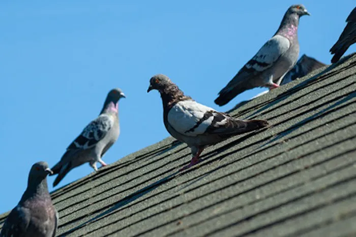 Smithereen Pest Management Services Picture 9
