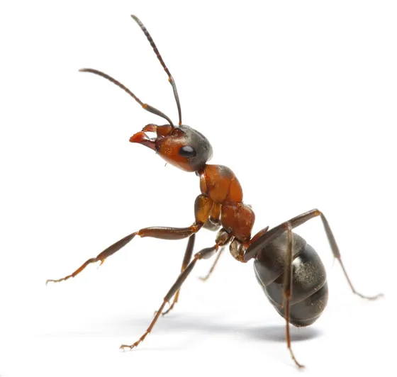 Smithereen Pest Management Services Picture 7