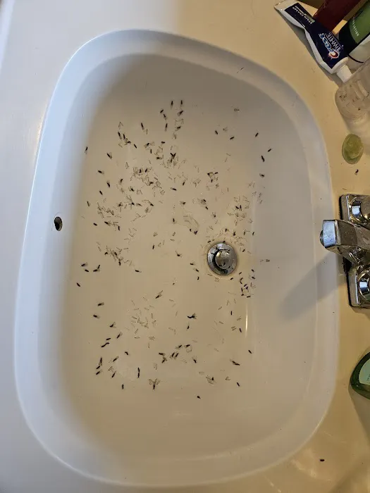 Smithereen Pest Management Services Picture 10