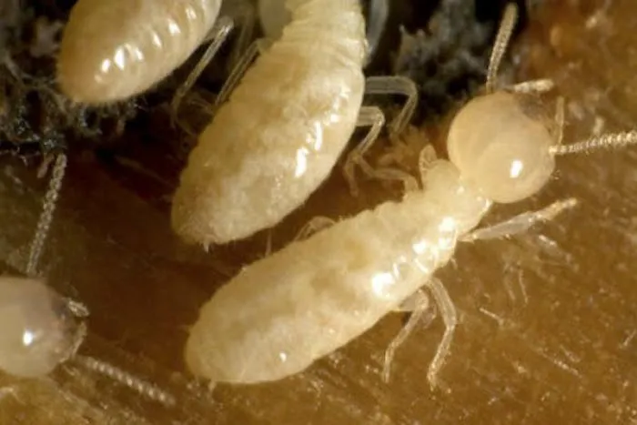 Smithereen Pest Management Services Picture 8