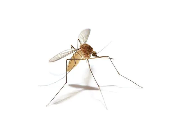 Smithereen Pest Management Services Picture 4