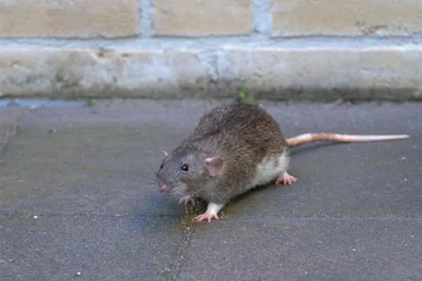 Smithereen Pest Management Services Picture 1
