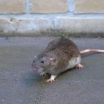 Smithereen Pest Management Services