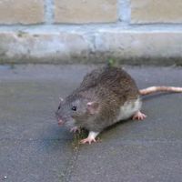 Smithereen Pest Management Services ico