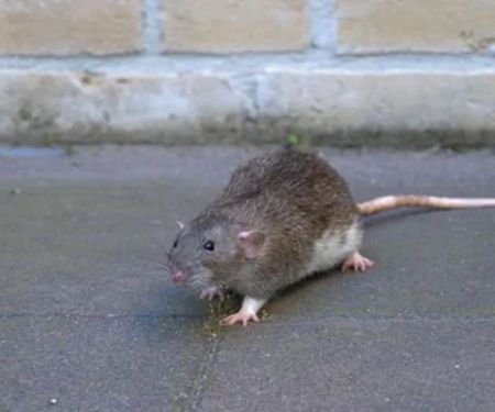 Smithereen Pest Management Services