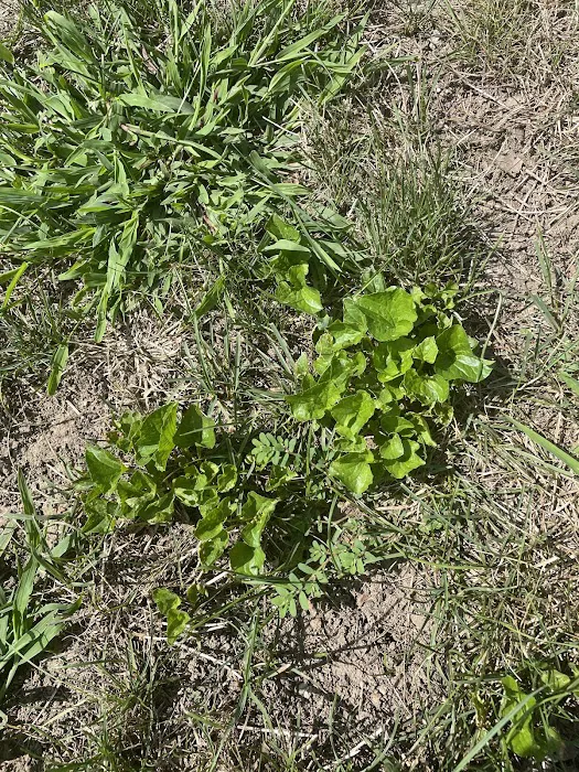 Naturescape Lawn and Landscape Care Picture 1