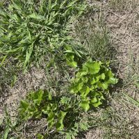 Naturescape Lawn and Landscape Care ico