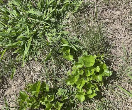 Naturescape Lawn and Landscape Care