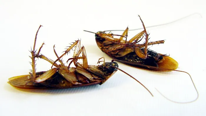 Sentinel Pest Control Co Picture 1