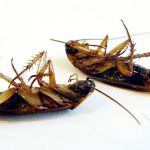Sentinel Pest Control Co