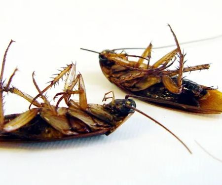 Sentinel Pest Control Co