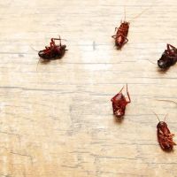 Taylor Pest Control ico