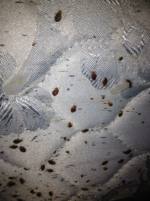 Bacon's Termite & Pest Control Picture 7