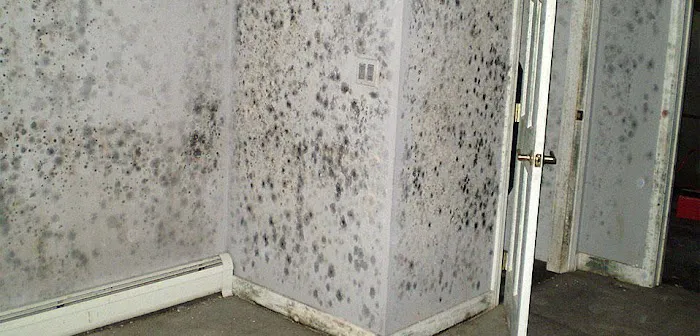 Bacon's Termite & Pest Control Picture 9