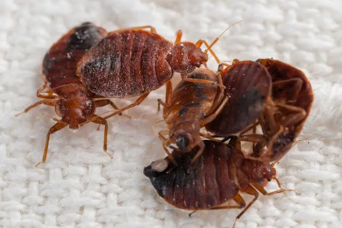 Bacon's Termite & Pest Control Picture 4
