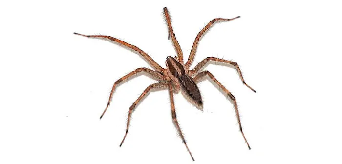 Bacon's Termite & Pest Control Picture 10