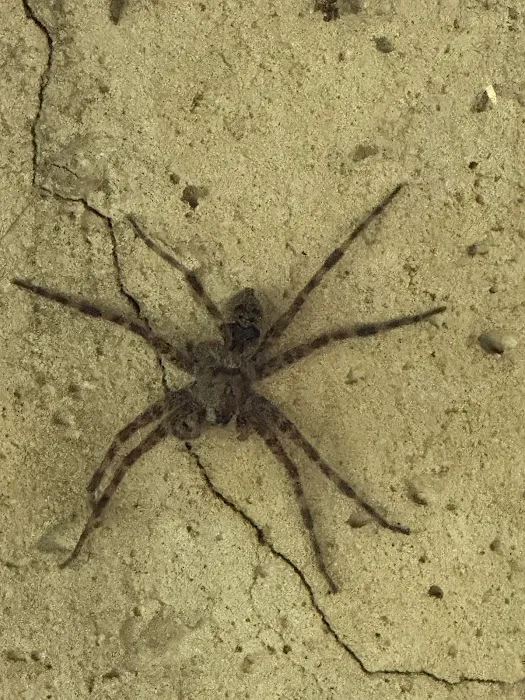 Pest Control Consultants Picture 3