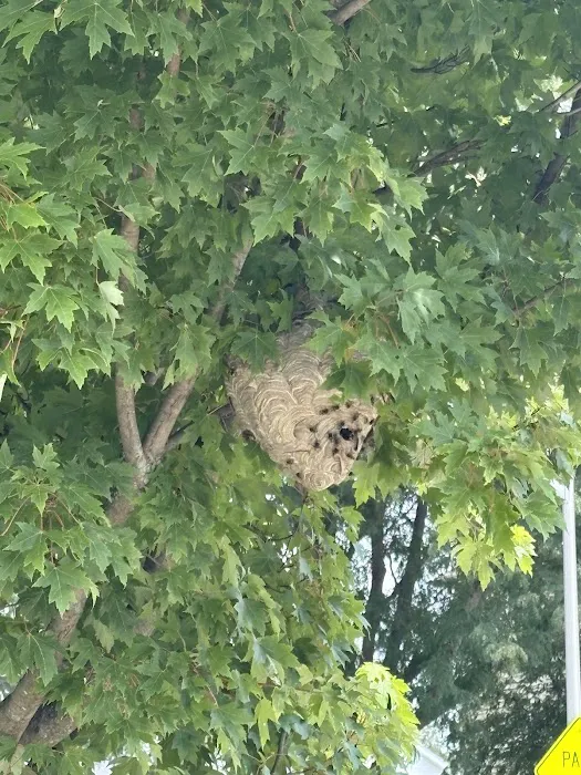 Pest Busters- Naperville Picture 6