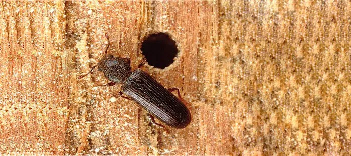 OPC Pest Services Picture 3