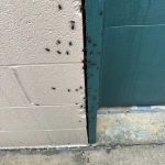 Yosemite Pest & Rodent Solutions, Inc.