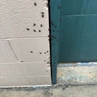 Yosemite Pest & Rodent Solutions, Inc. ico