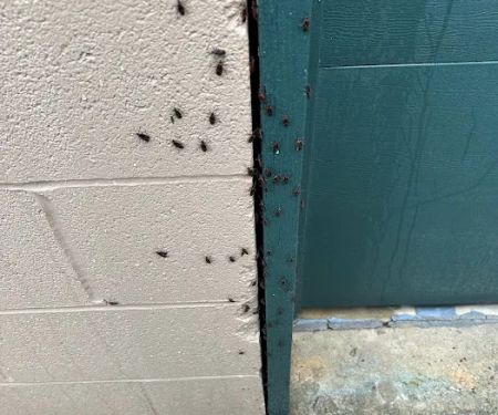 Yosemite Pest & Rodent Solutions, Inc.