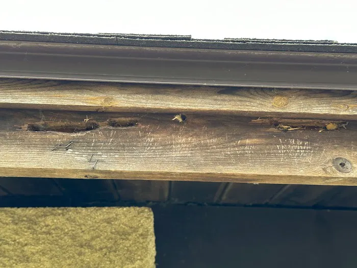 Yosemite Pest & Rodent Solutions, Inc. Picture 10
