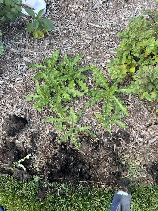 Pro Turf & Pro Pest Solutions - Plainfield Picture 9