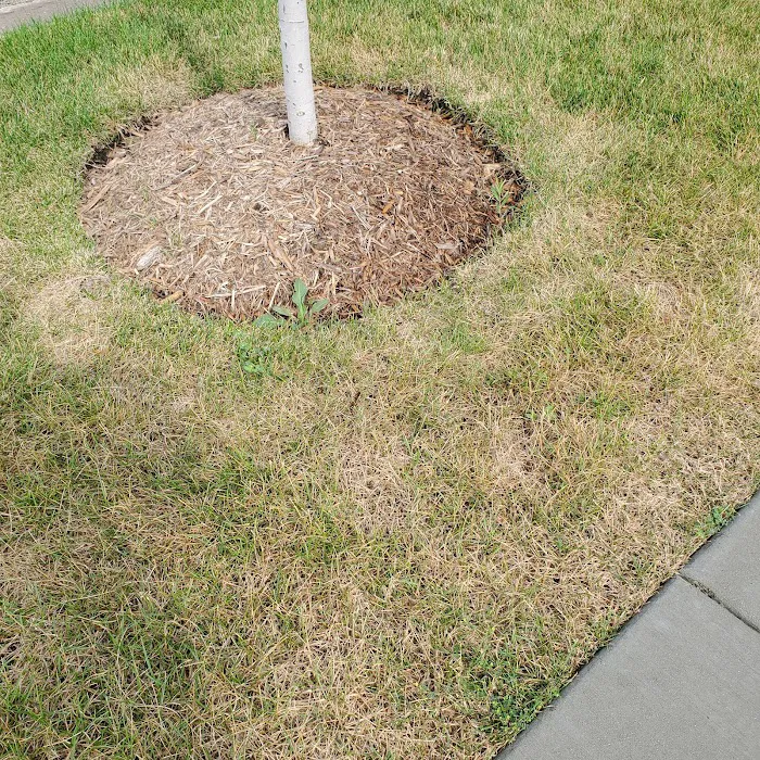 Pro Turf & Pro Pest Solutions - Plainfield Picture 4