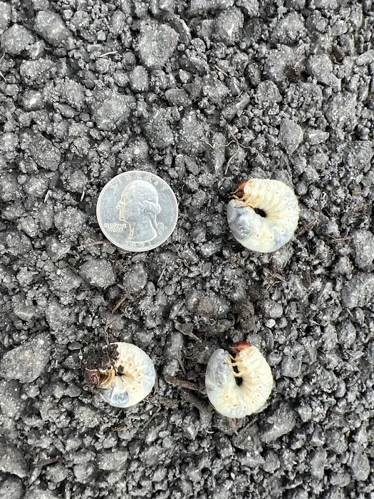 Pro Turf & Pro Pest Solutions - Plainfield Picture 3