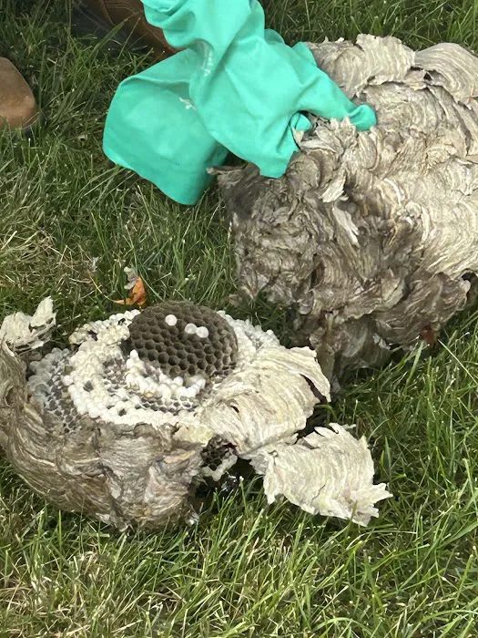 Greenix Pest Control Picture 8