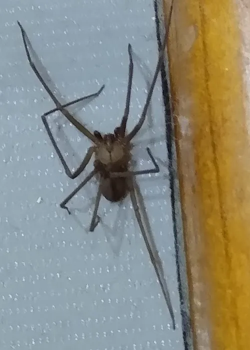 Greenix Pest Control Picture 5