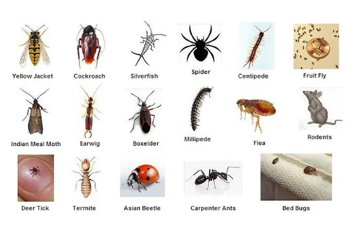 Fox Valley Environmental Pest Control Picture 1