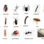 Fox Valley Environmental Pest Control