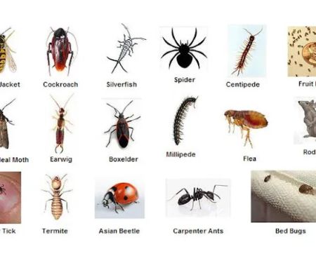 Fox Valley Environmental Pest Control