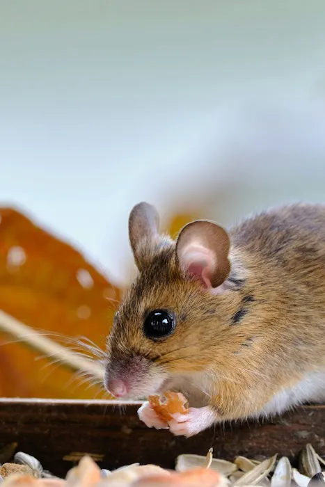Fox Valley Environmental Pest Control Picture 4