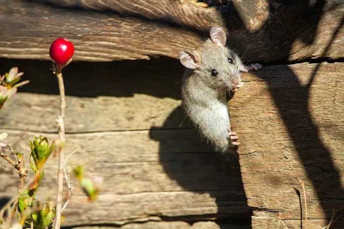 Fox Valley Environmental Pest Control Picture 8