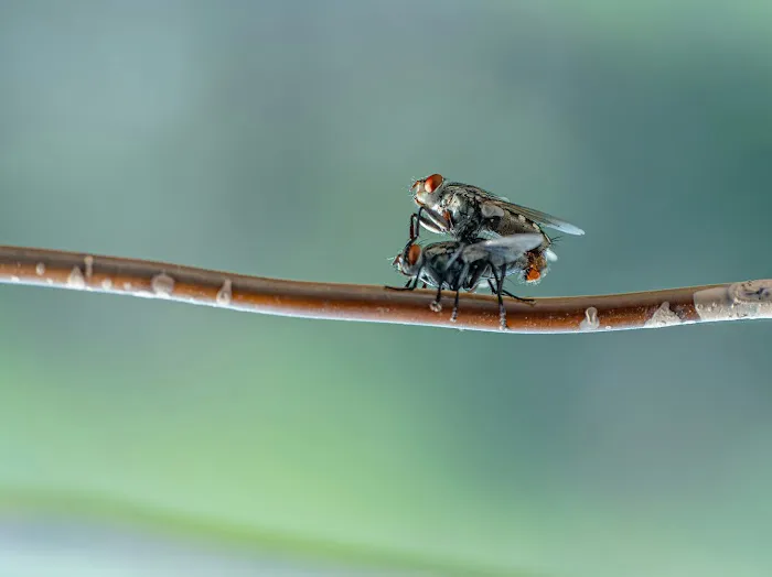 Fox Valley Environmental Pest Control Picture 9