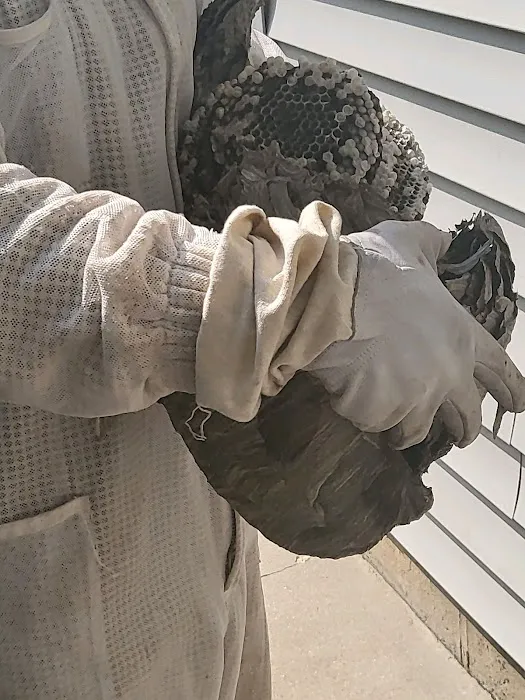 Pest Busters Pest Control Picture 4