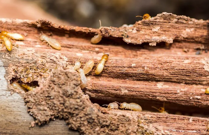 Pest Control Experts of Bowling Green Picture 4