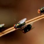 Pest Control Experts of Bowling Green