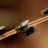 Pest Control Experts of Bowling Green ico