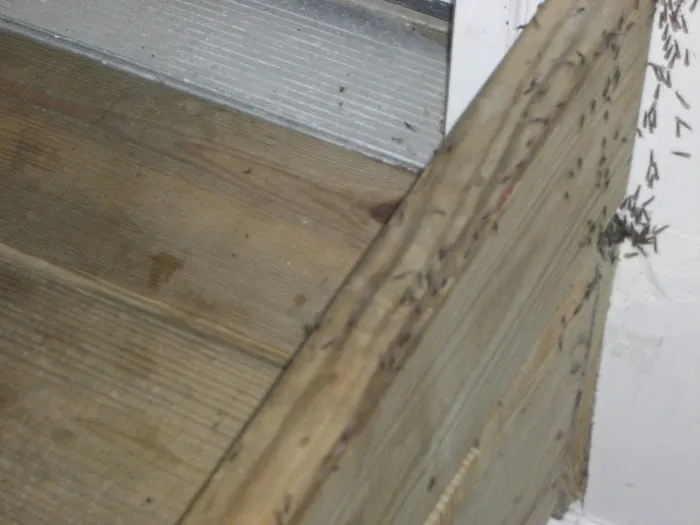 Lookout Pest Control Picture 10