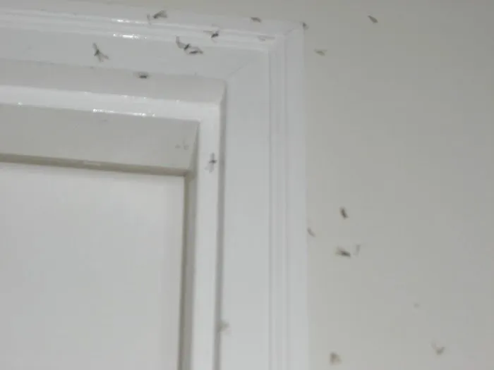 Lookout Pest Control Picture 8
