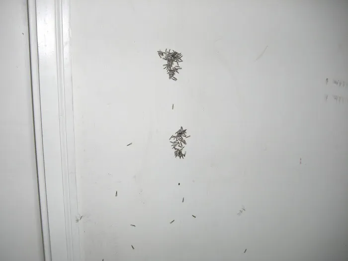 Lookout Pest Control Picture 5