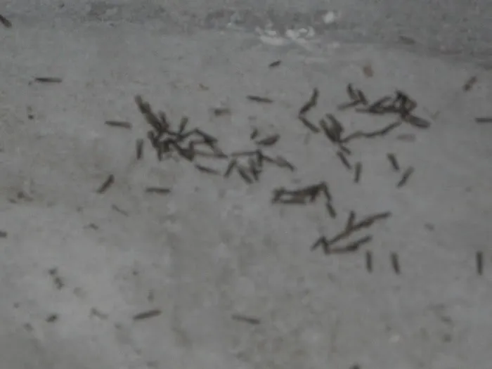 Lookout Pest Control Picture 9