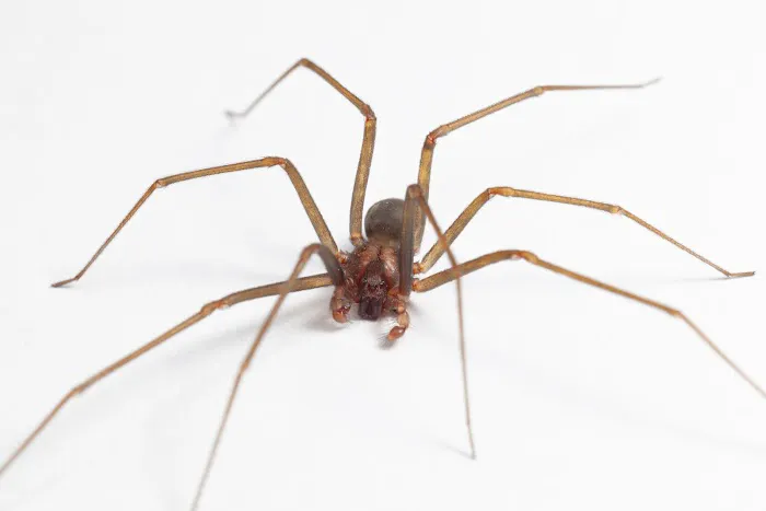 OPC Pest Services Picture 4