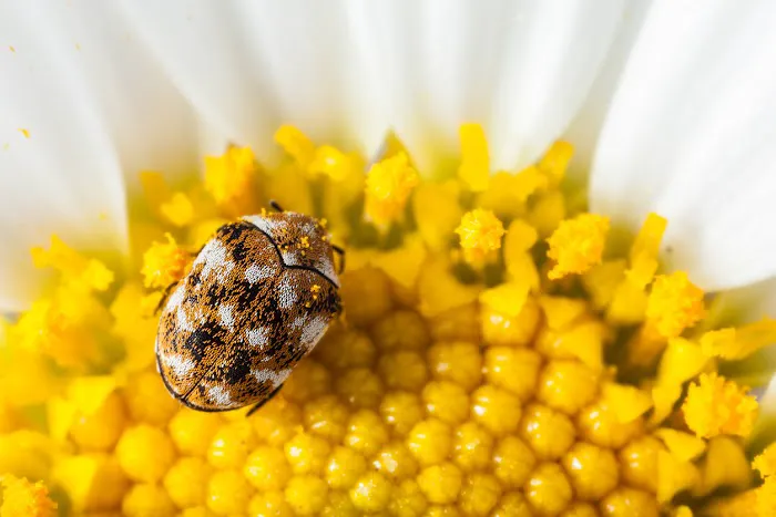 OPC Pest Services Picture 6