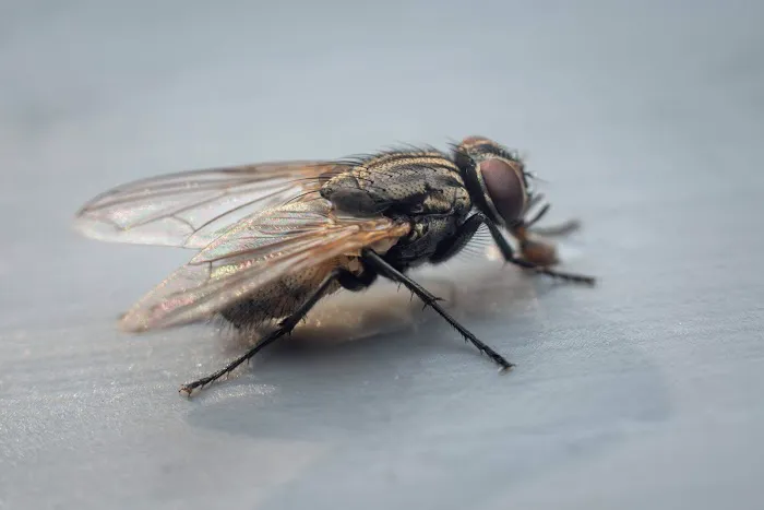 OPC Pest Services Picture 7