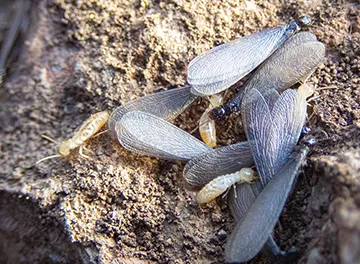 OPC Pest Services Picture 1